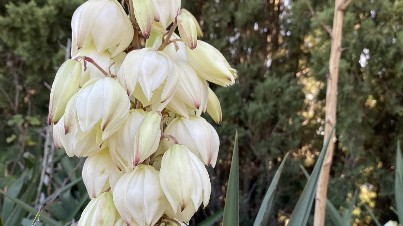 la Floraison de la Plante, Sciences, Physique, Biologie, Végétation. Wallpaper in 1280x720 Resolution