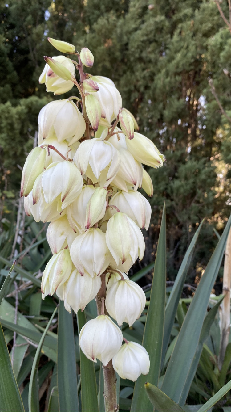 la Floraison de la Plante, Sciences, Physique, Biologie, Végétation. Wallpaper in 750x1334 Resolution