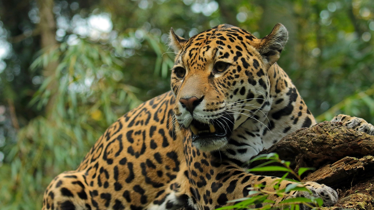 Brown and Black Leopard on Green Grass During Daytime. Wallpaper in 1280x720 Resolution