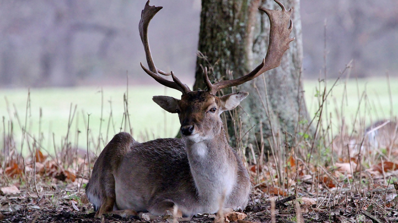 Cerf Brun Sur L'herbe Brune Pendant la Journée. Wallpaper in 1280x720 Resolution