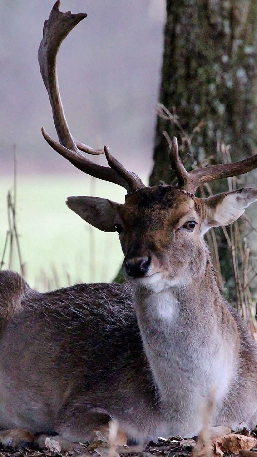 Brown Deer on Brown Grass During Daytime. Wallpaper in 1080x1920 Resolution