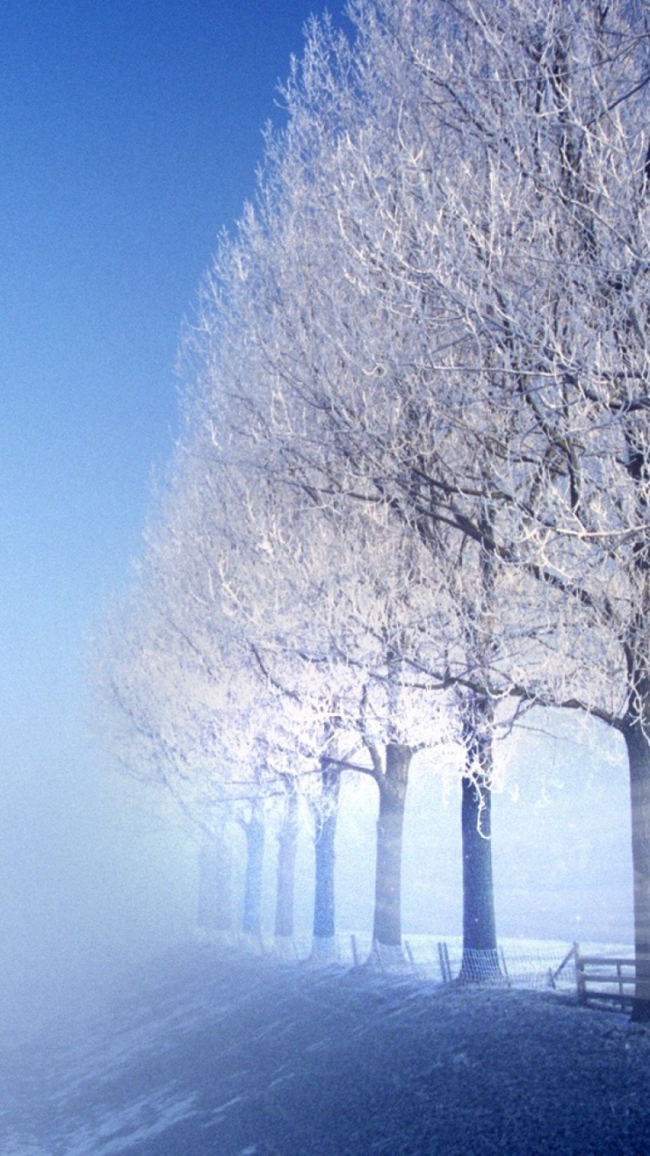 Arbres Sans Feuilles Sur Sol Couvert de Neige Pendant la Journée. Wallpaper in 720x1280 Resolution