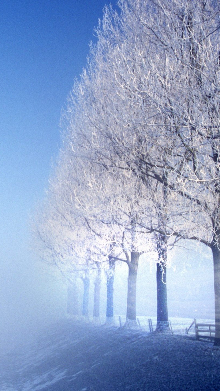 Arbres Sans Feuilles Sur Sol Couvert de Neige Pendant la Journée. Wallpaper in 750x1334 Resolution
