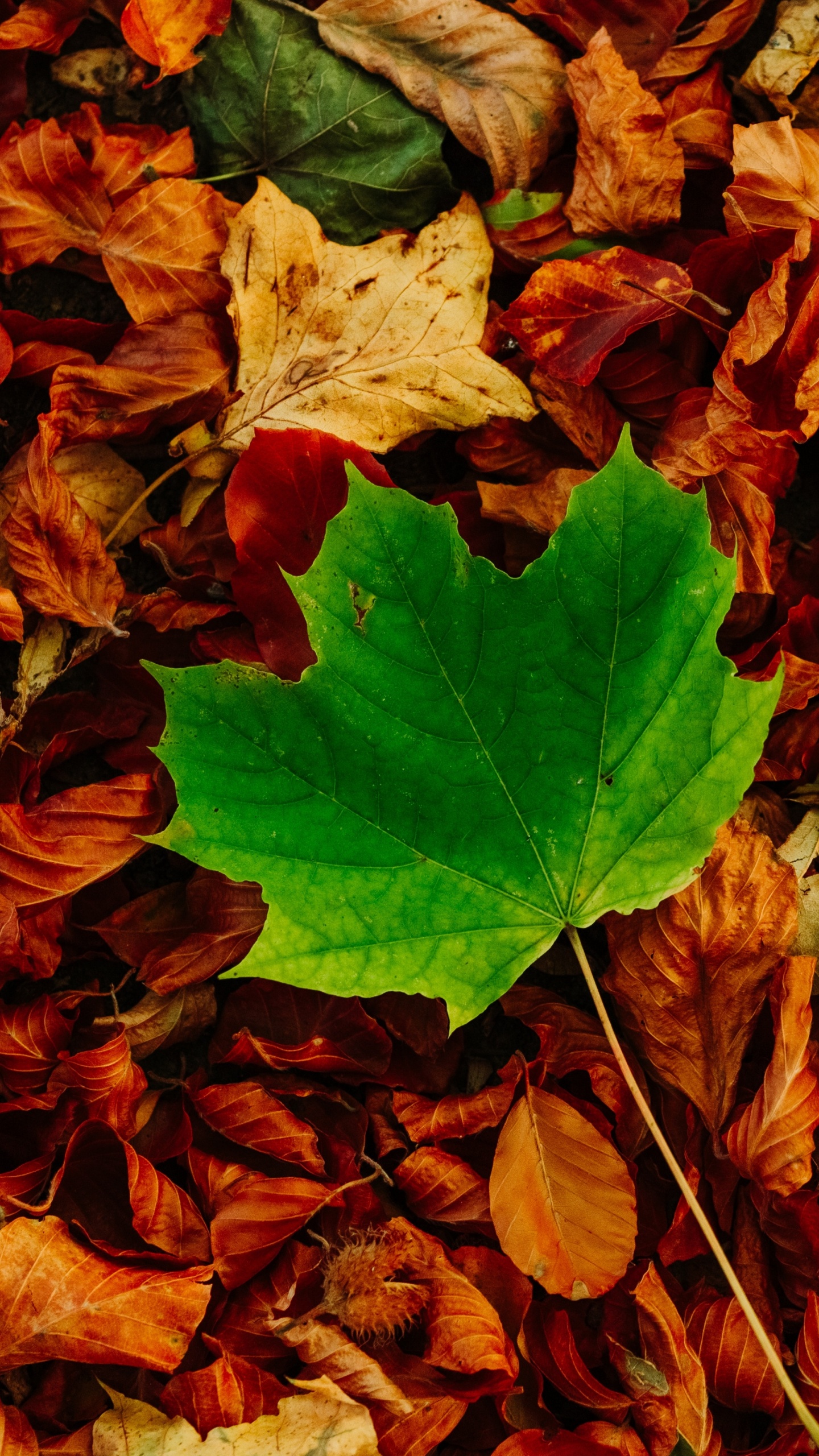 Autumn, Brown, Wood, Deciduous, Groundcover. Wallpaper in 1440x2560 Resolution