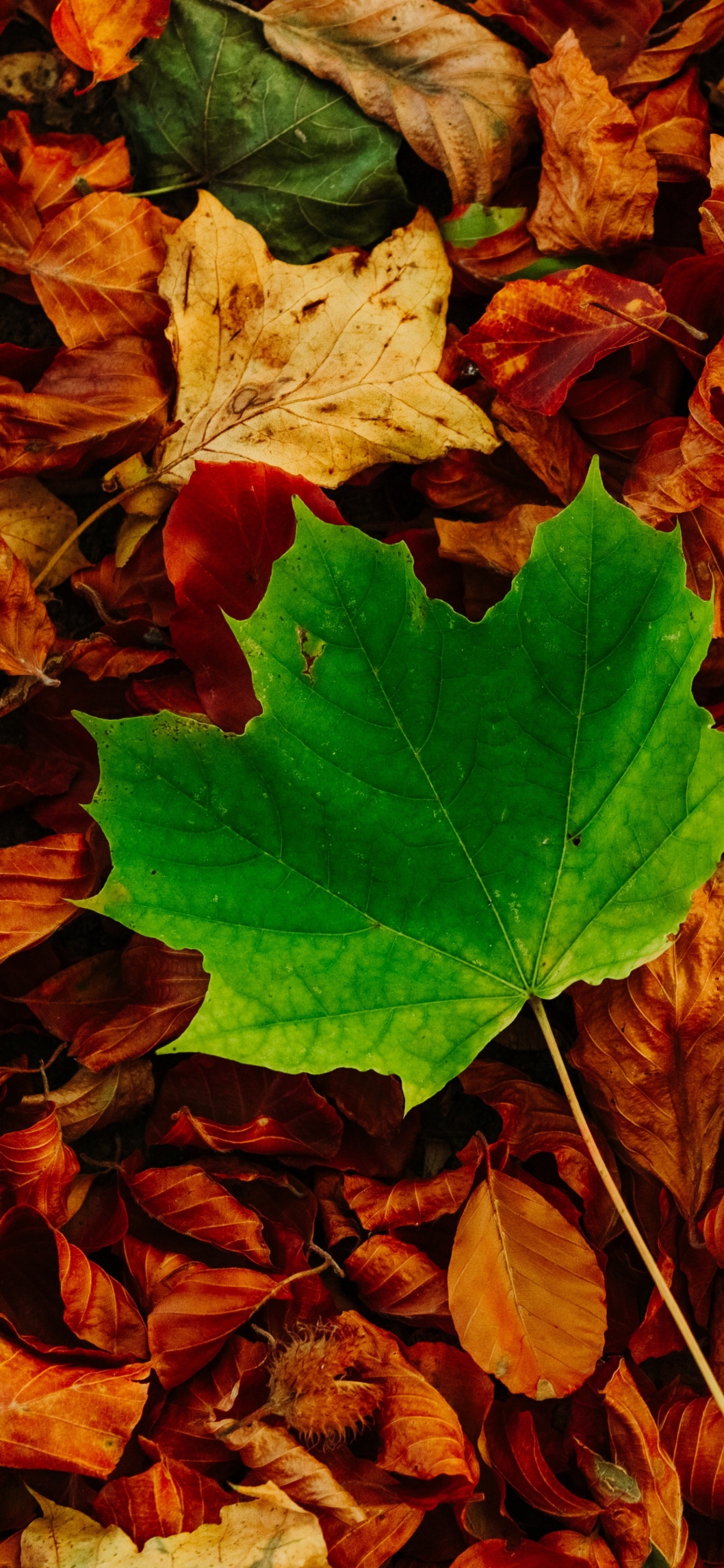 Morena, Madera, de Hoja Caduca, la Cubierta Vegetal, Tintes y Matices. Wallpaper in 1242x2688 Resolution