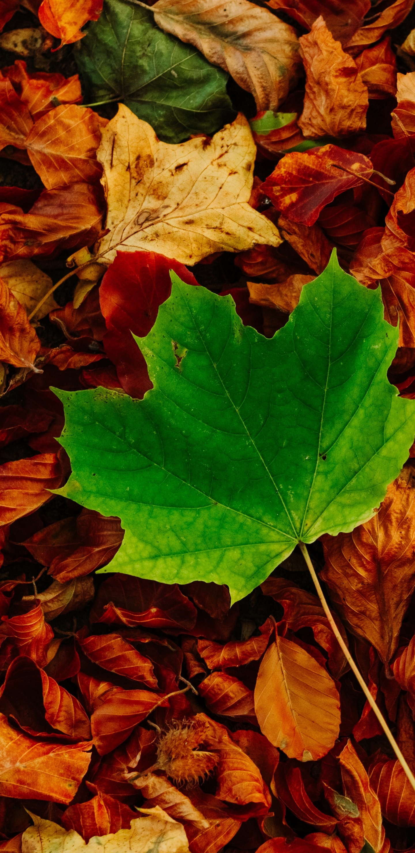 Morena, Madera, de Hoja Caduca, la Cubierta Vegetal, Tintes y Matices. Wallpaper in 1440x2960 Resolution