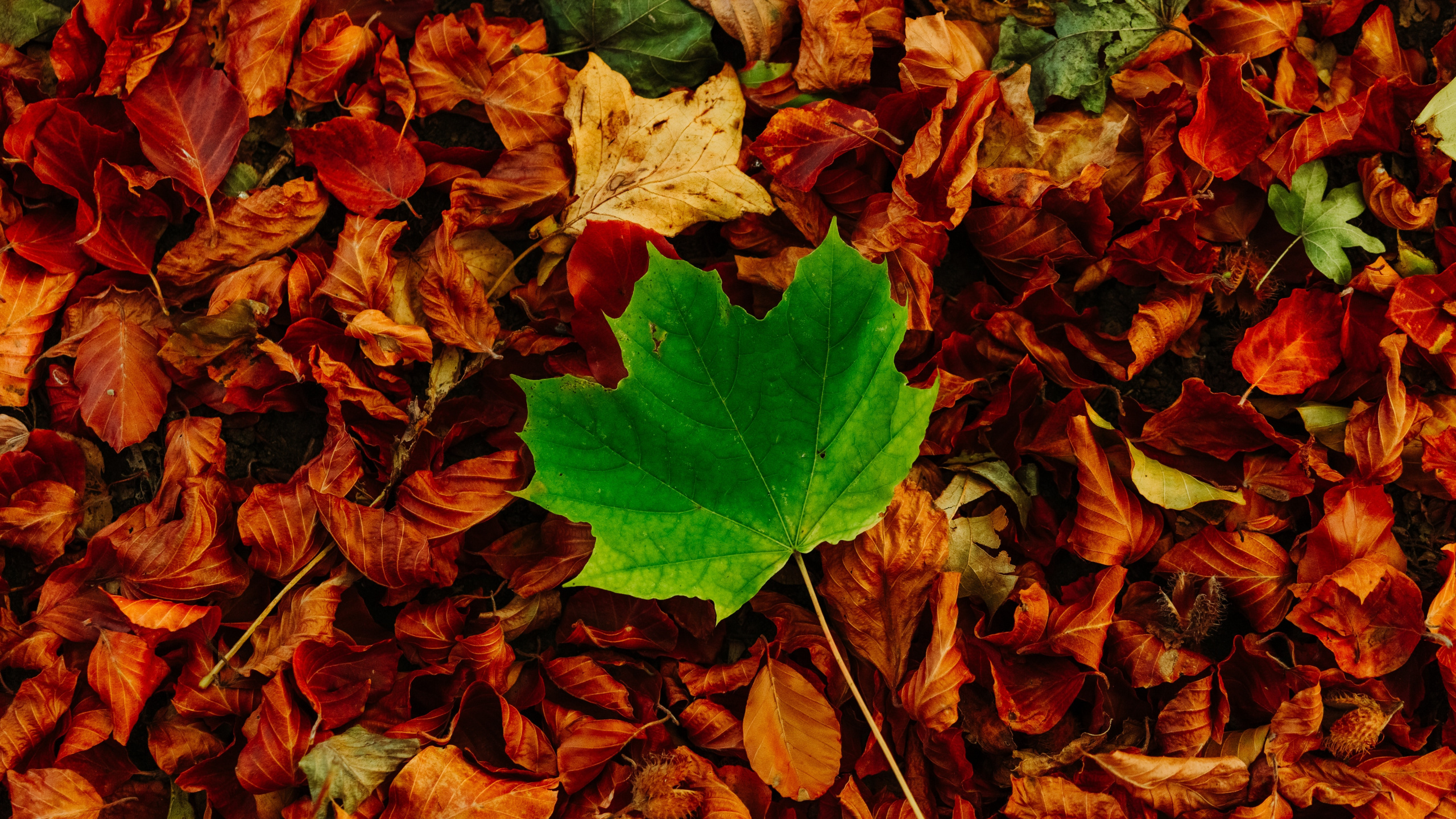 Morena, Madera, de Hoja Caduca, la Cubierta Vegetal, Tintes y Matices. Wallpaper in 2560x1440 Resolution