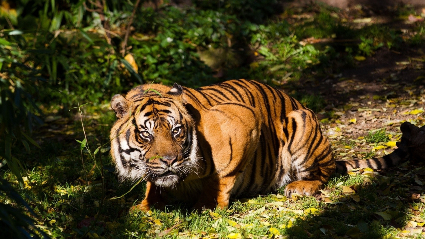 Tiger, Der Tagsüber Auf Grünem Gras Liegt. Wallpaper in 1366x768 Resolution