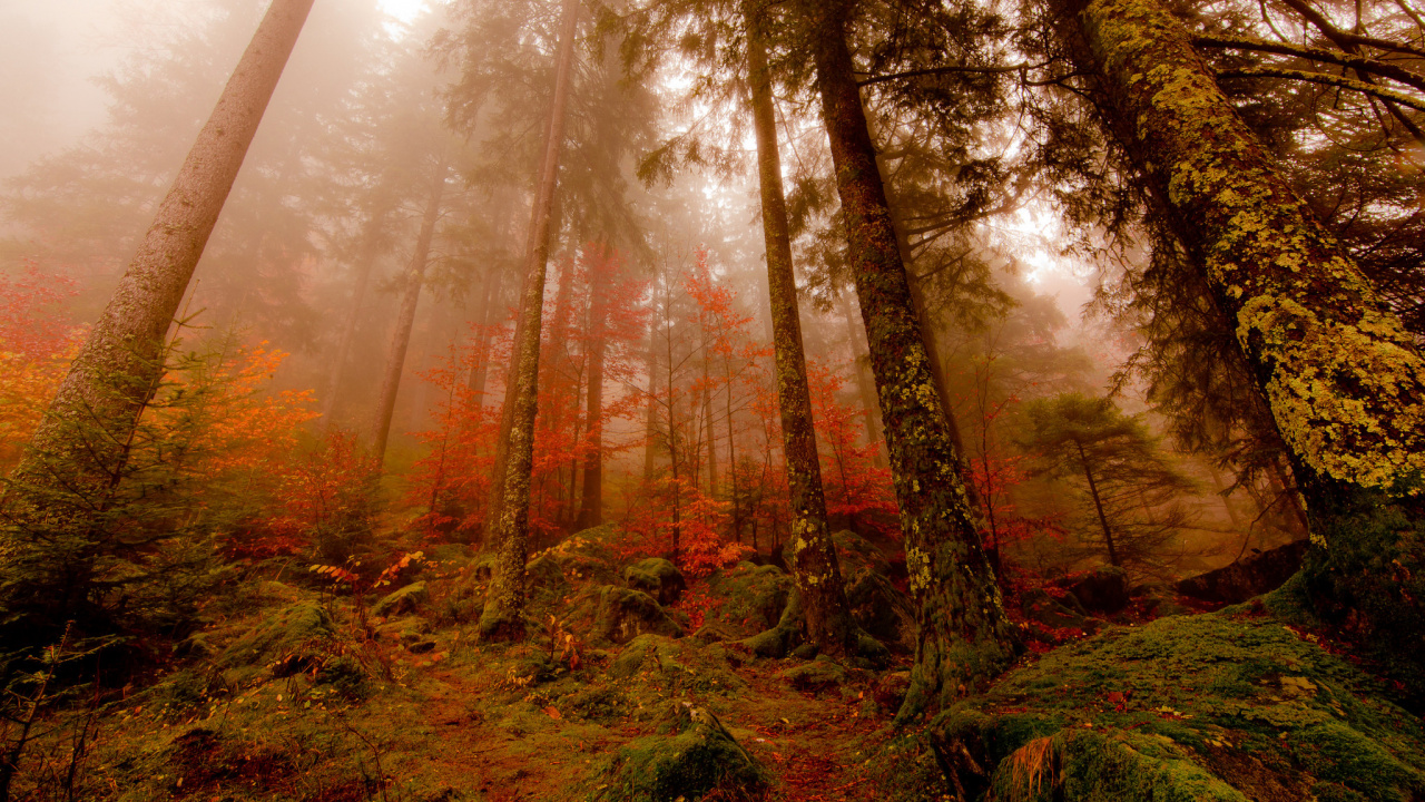 Arbres Verts et Bruns Pendant la Journée. Wallpaper in 1280x720 Resolution