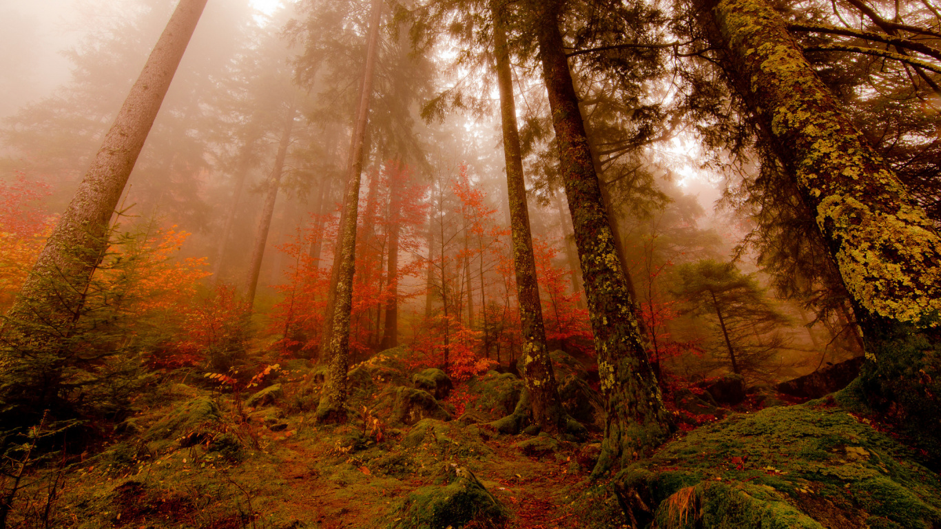 Arbres Verts et Bruns Pendant la Journée. Wallpaper in 1366x768 Resolution