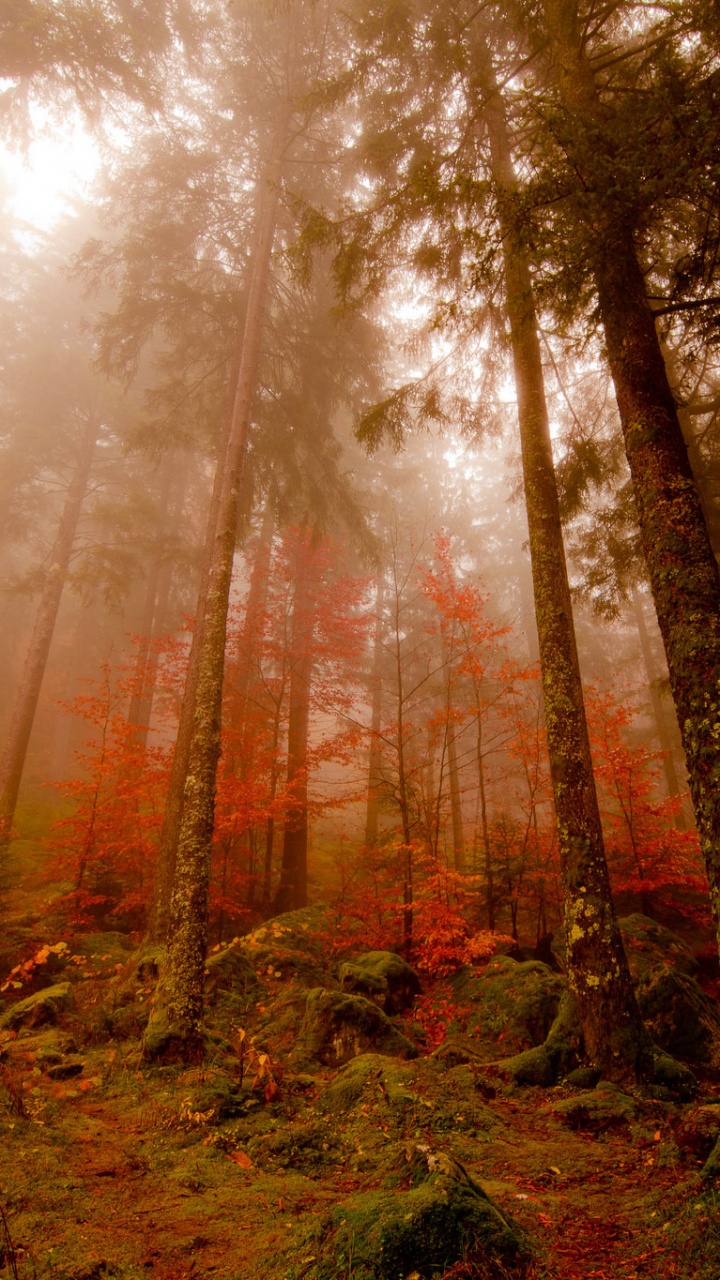 Green and Brown Trees During Daytime. Wallpaper in 720x1280 Resolution
