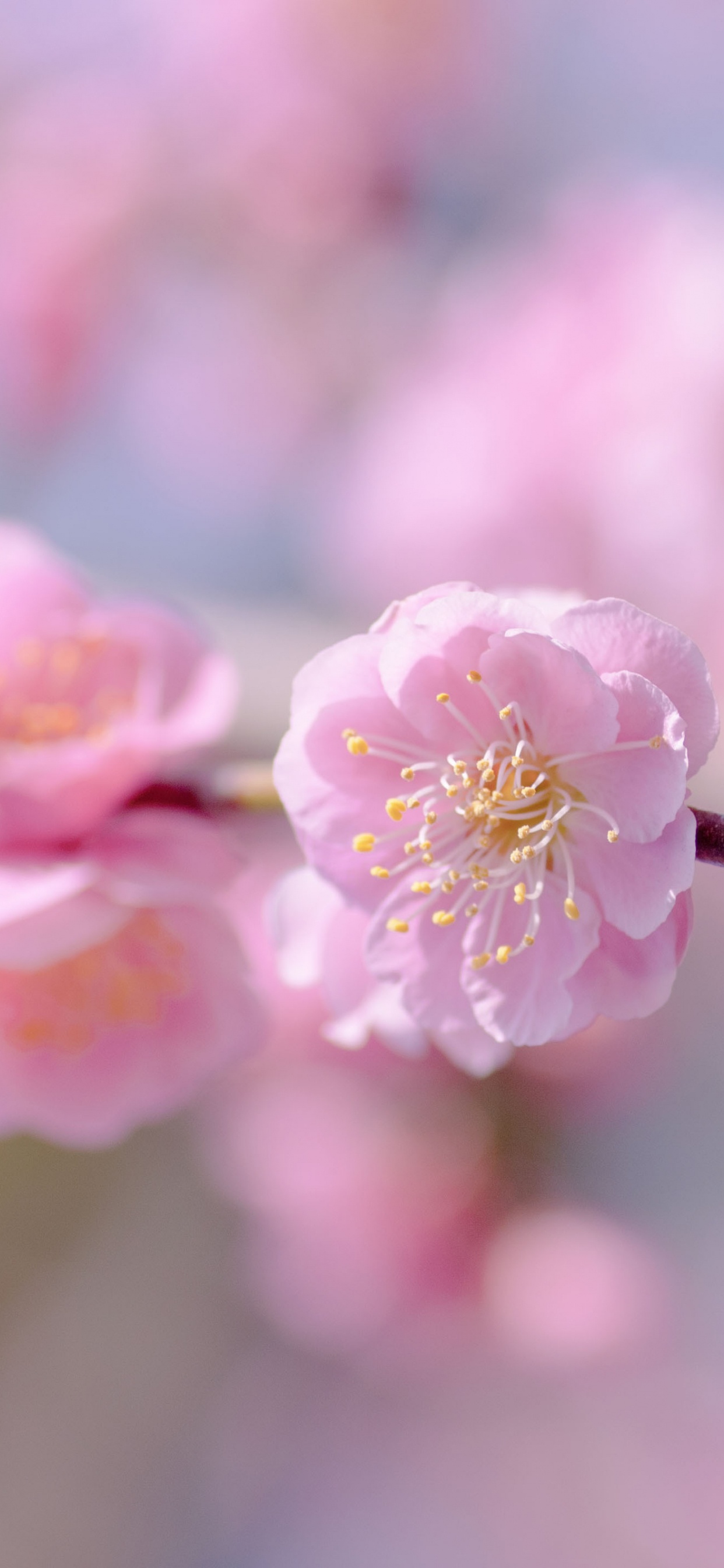 Pink Cherry Blossom in Close up Photography. Wallpaper in 1242x2688 Resolution