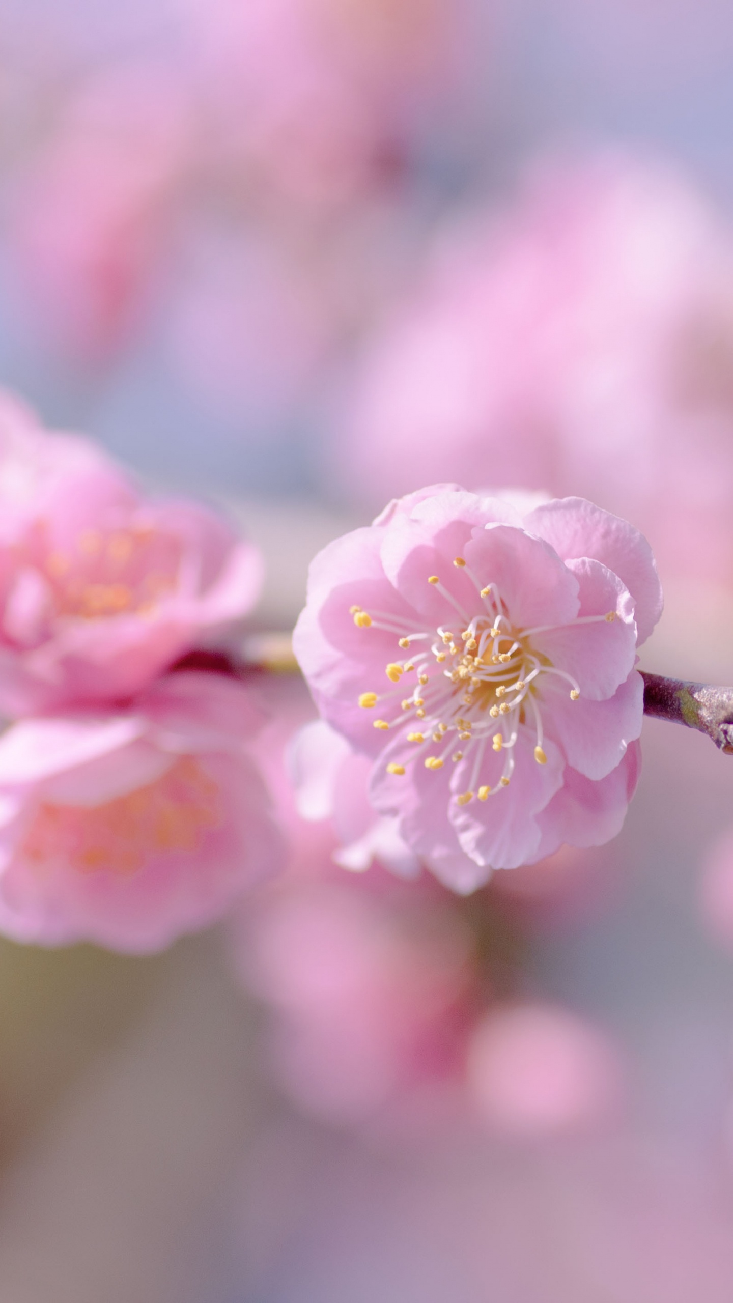 Pink Cherry Blossom in Close up Photography. Wallpaper in 1440x2560 Resolution