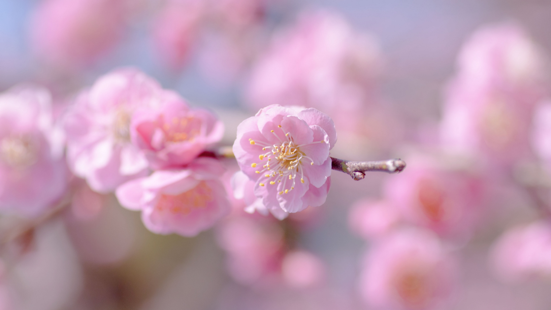 Pink Cherry Blossom in Close up Photography. Wallpaper in 1920x1080 Resolution