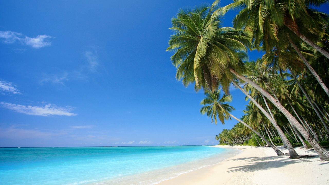 Palmier Vert Sur la Plage de Sable Blanc Pendant la Journée. Wallpaper in 1280x720 Resolution