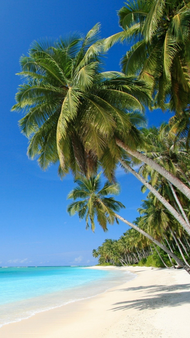 Palmier Vert Sur la Plage de Sable Blanc Pendant la Journée. Wallpaper in 750x1334 Resolution