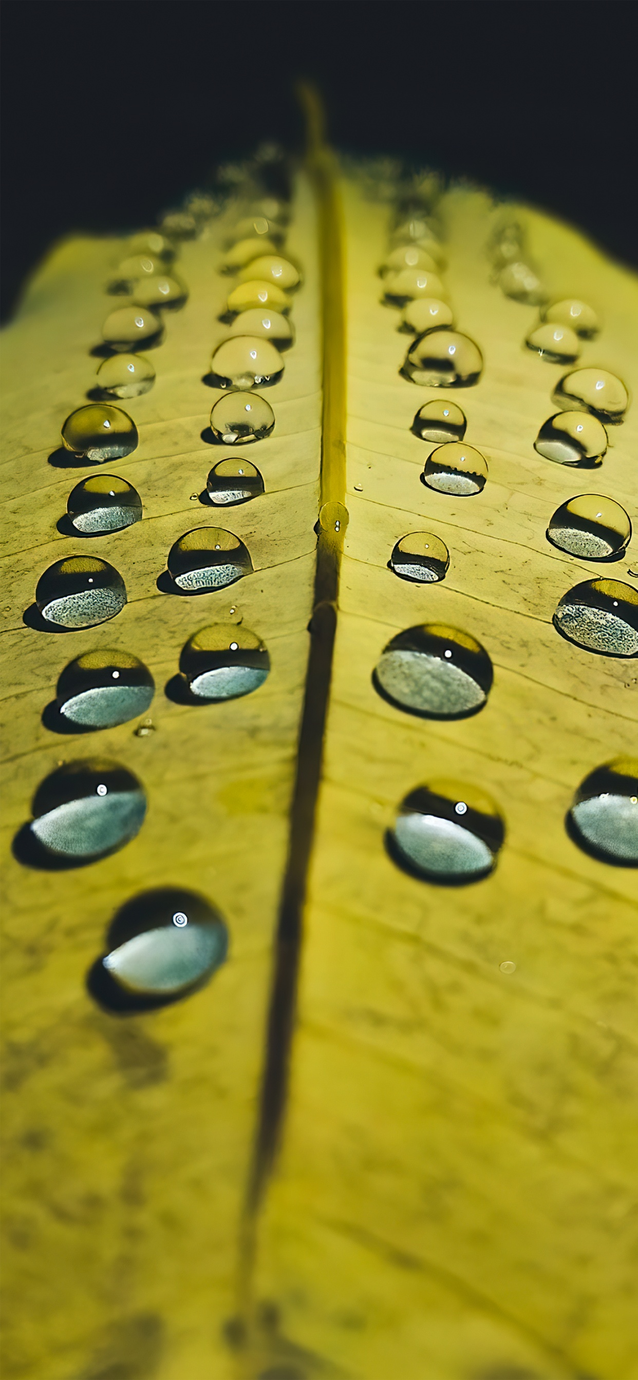 Drop, Hand, Wood, Office Equipment, Terrestrial Plant. Wallpaper in 1242x2688 Resolution