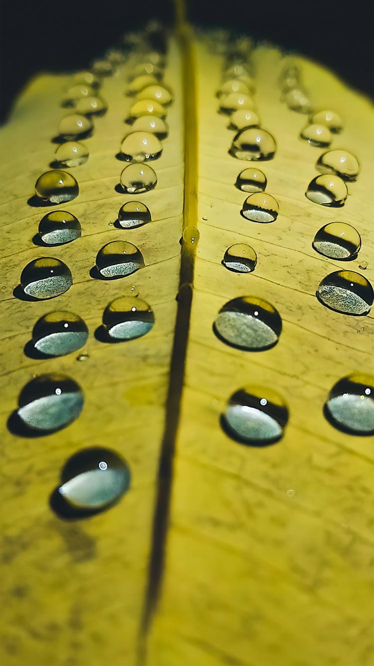 Drop, Hand, Wood, Office Equipment, Terrestrial Plant. Wallpaper in 750x1334 Resolution