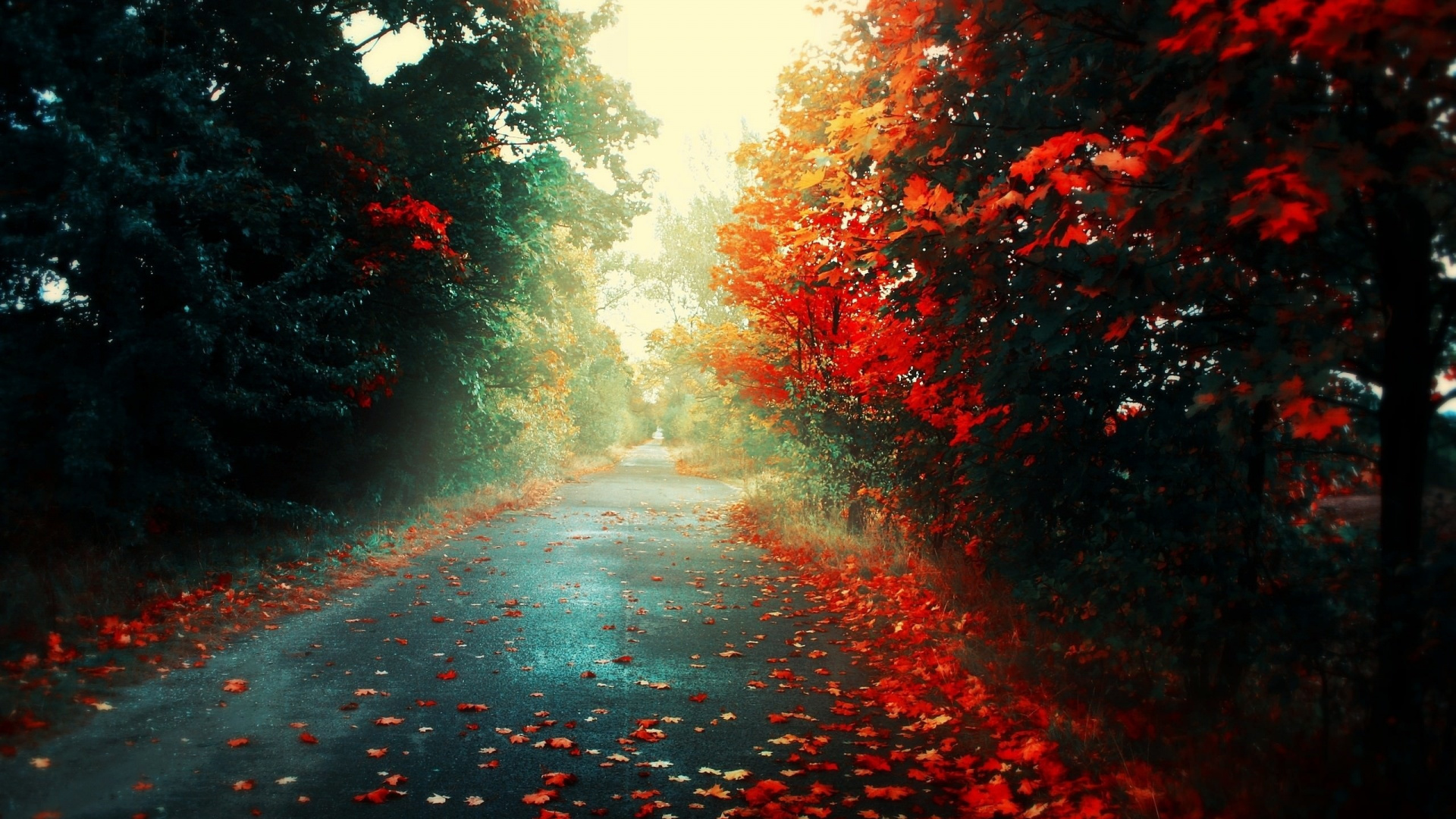 Red Leaves on Road During Daytime. Wallpaper in 1920x1080 Resolution