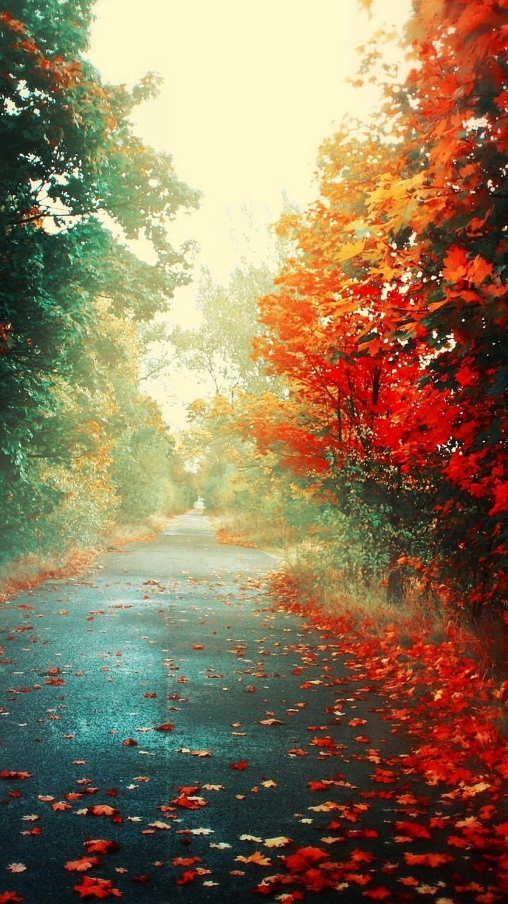 Red Leaves on Road During Daytime. Wallpaper in 720x1280 Resolution