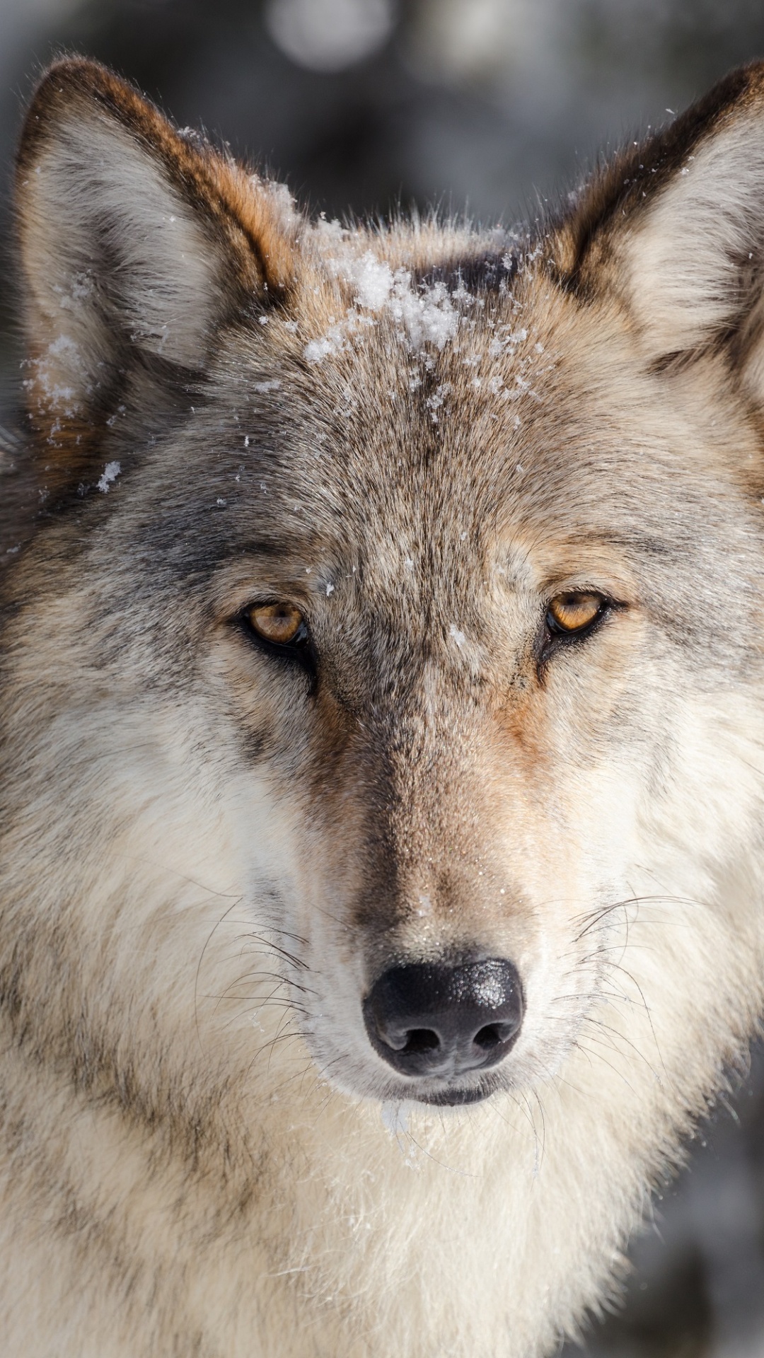 Weißer Und Schwarzer Wolf Auf Schneebedecktem Boden Tagsüber. Wallpaper in 1080x1920 Resolution