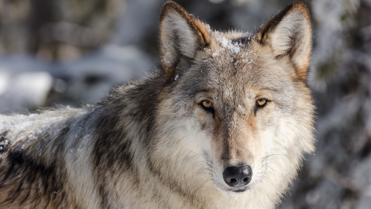 Weißer Und Schwarzer Wolf Auf Schneebedecktem Boden Tagsüber. Wallpaper in 1280x720 Resolution