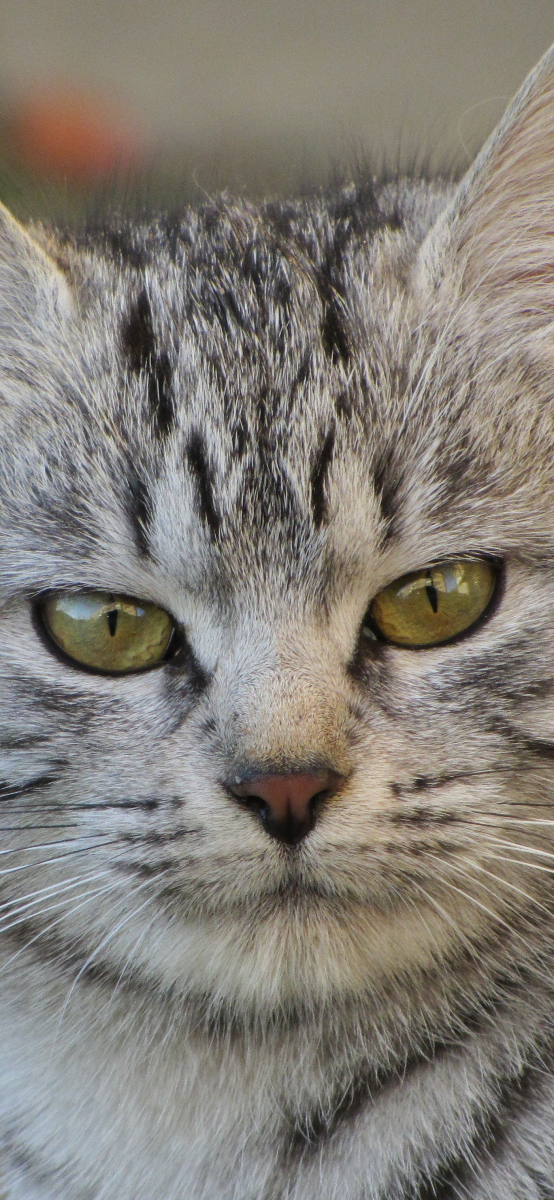 Silver Tabby Cat in Tilt-Shift-Linse. Wallpaper in 1125x2436 Resolution
