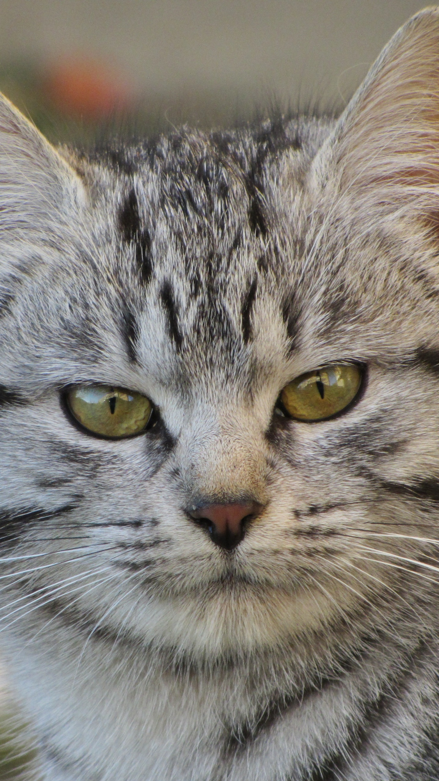 Silver Tabby Cat in Tilt-Shift-Linse. Wallpaper in 1440x2560 Resolution