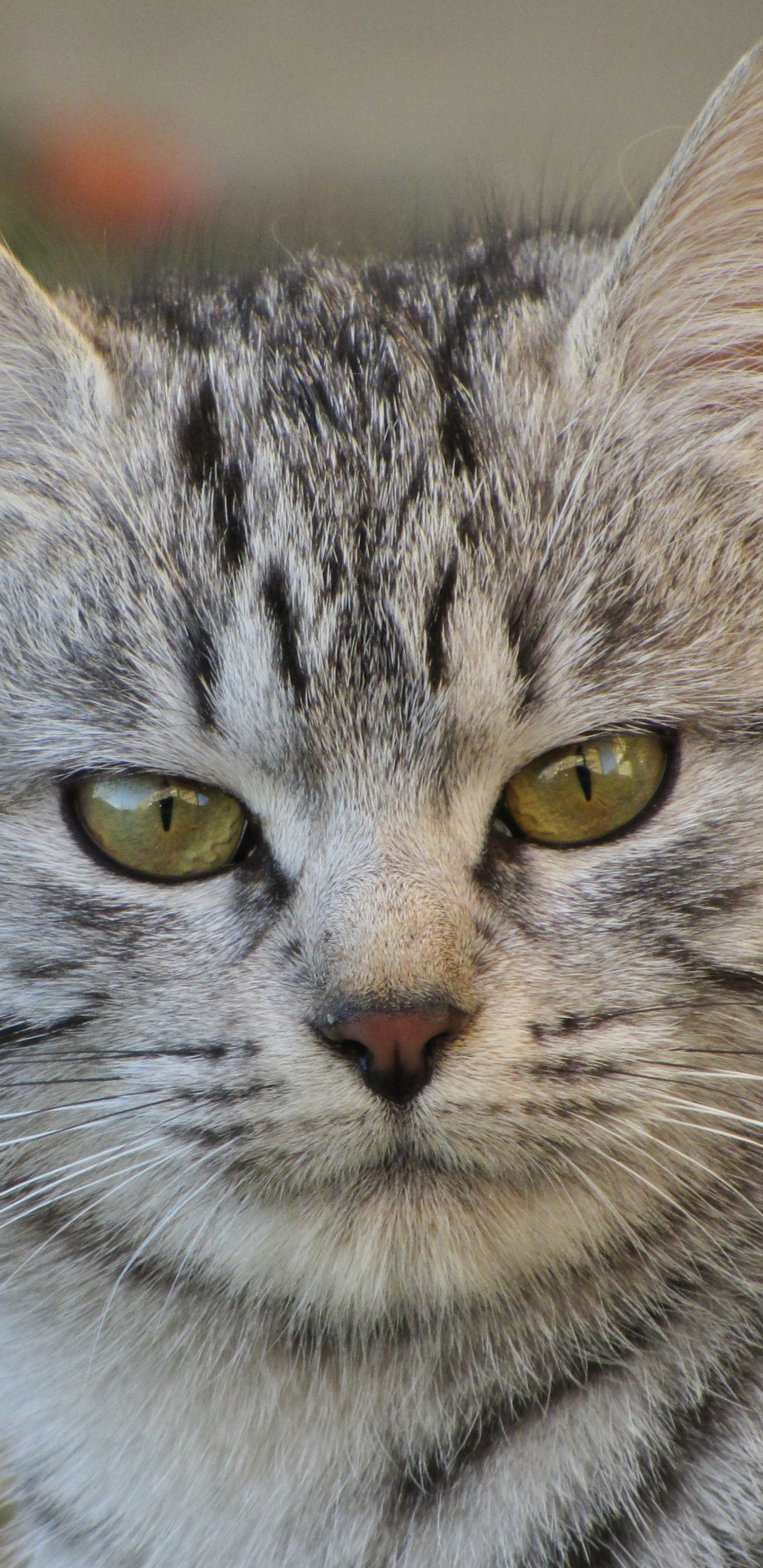 Silver Tabby Cat in Tilt-Shift-Linse. Wallpaper in 1440x2960 Resolution