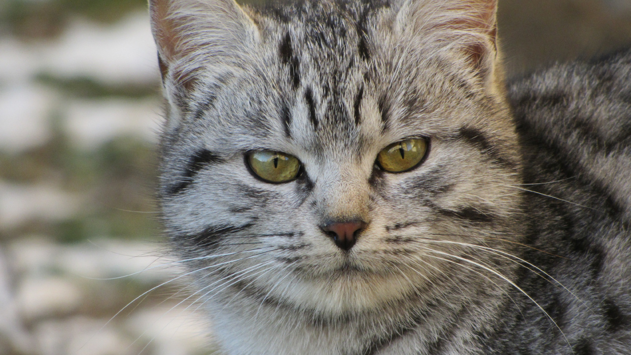 Chat Tigré Argenté Dans L'objectif à Basculement. Wallpaper in 1280x720 Resolution