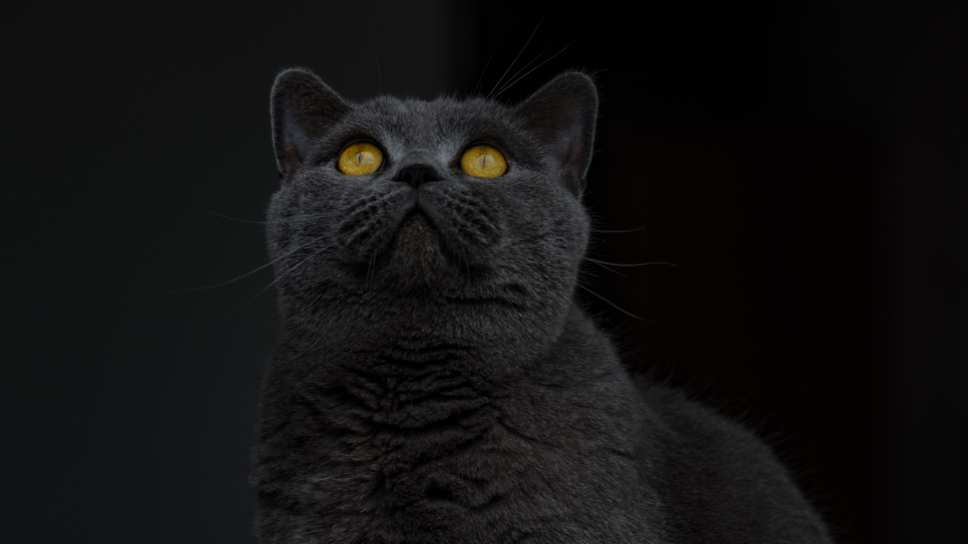 Chat Bleu Russe Sur Fond Noir. Wallpaper in 1366x768 Resolution