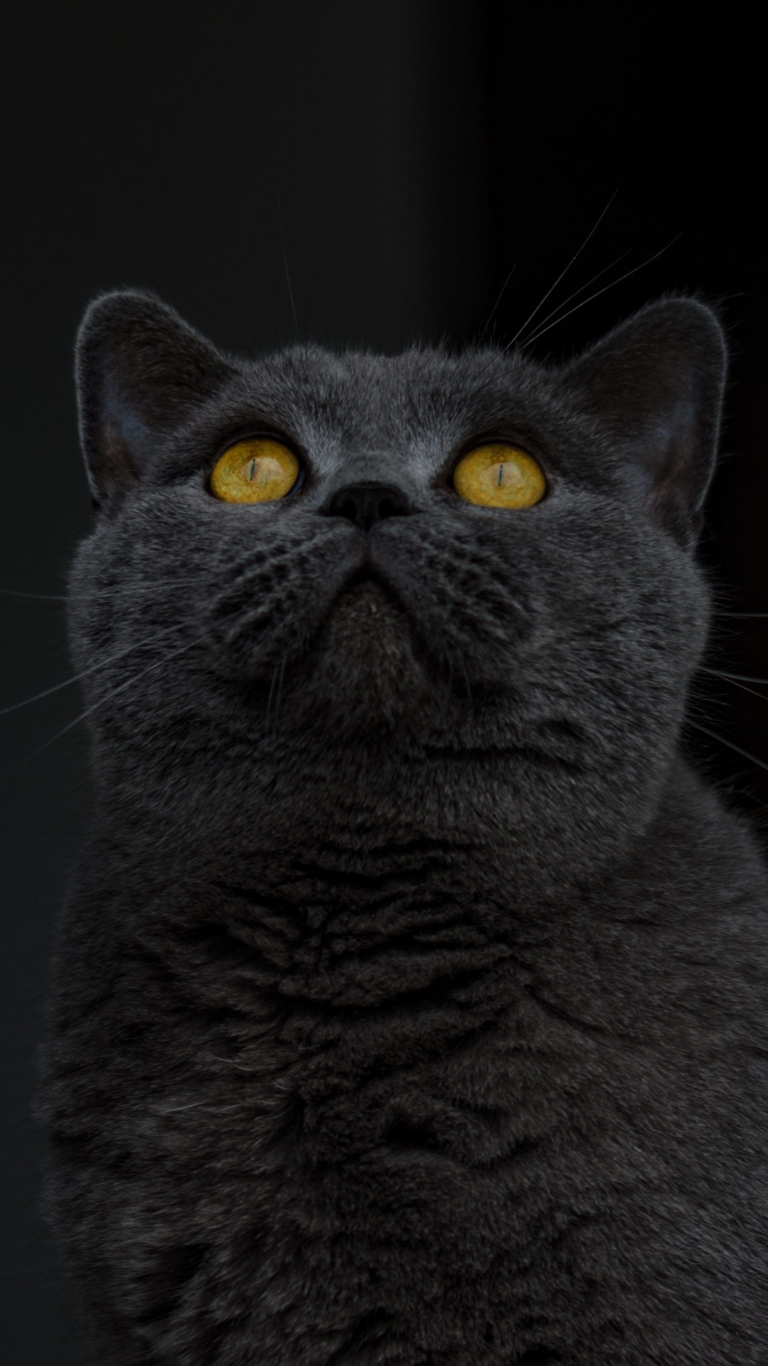 Russische Blaue Katze im Schwarzen Hintergrund. Wallpaper in 1080x1920 Resolution