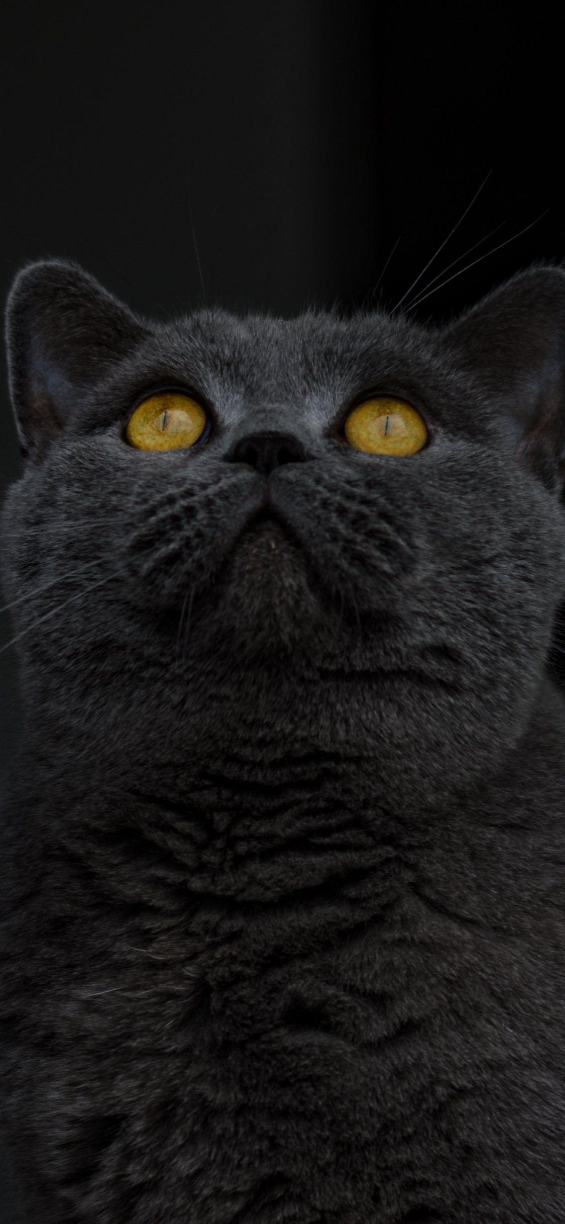 Russische Blaue Katze im Schwarzen Hintergrund. Wallpaper in 1125x2436 Resolution