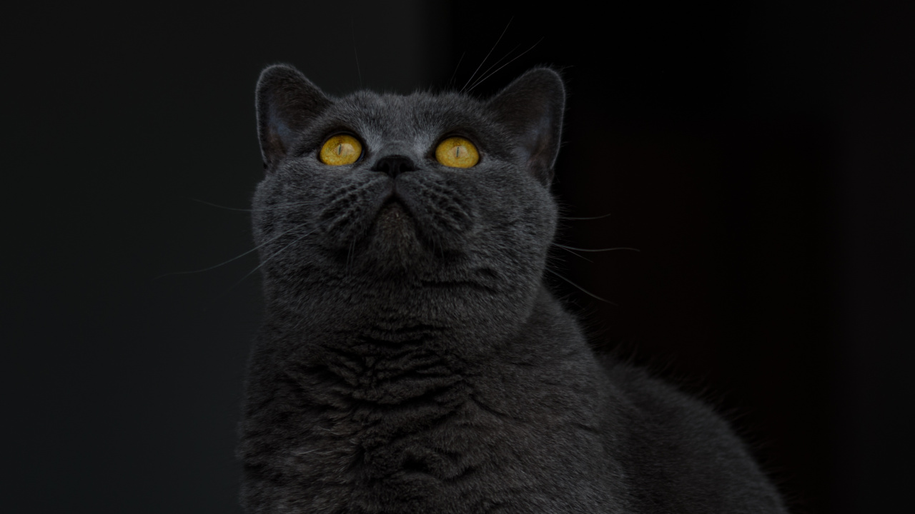 Russische Blaue Katze im Schwarzen Hintergrund. Wallpaper in 1280x720 Resolution