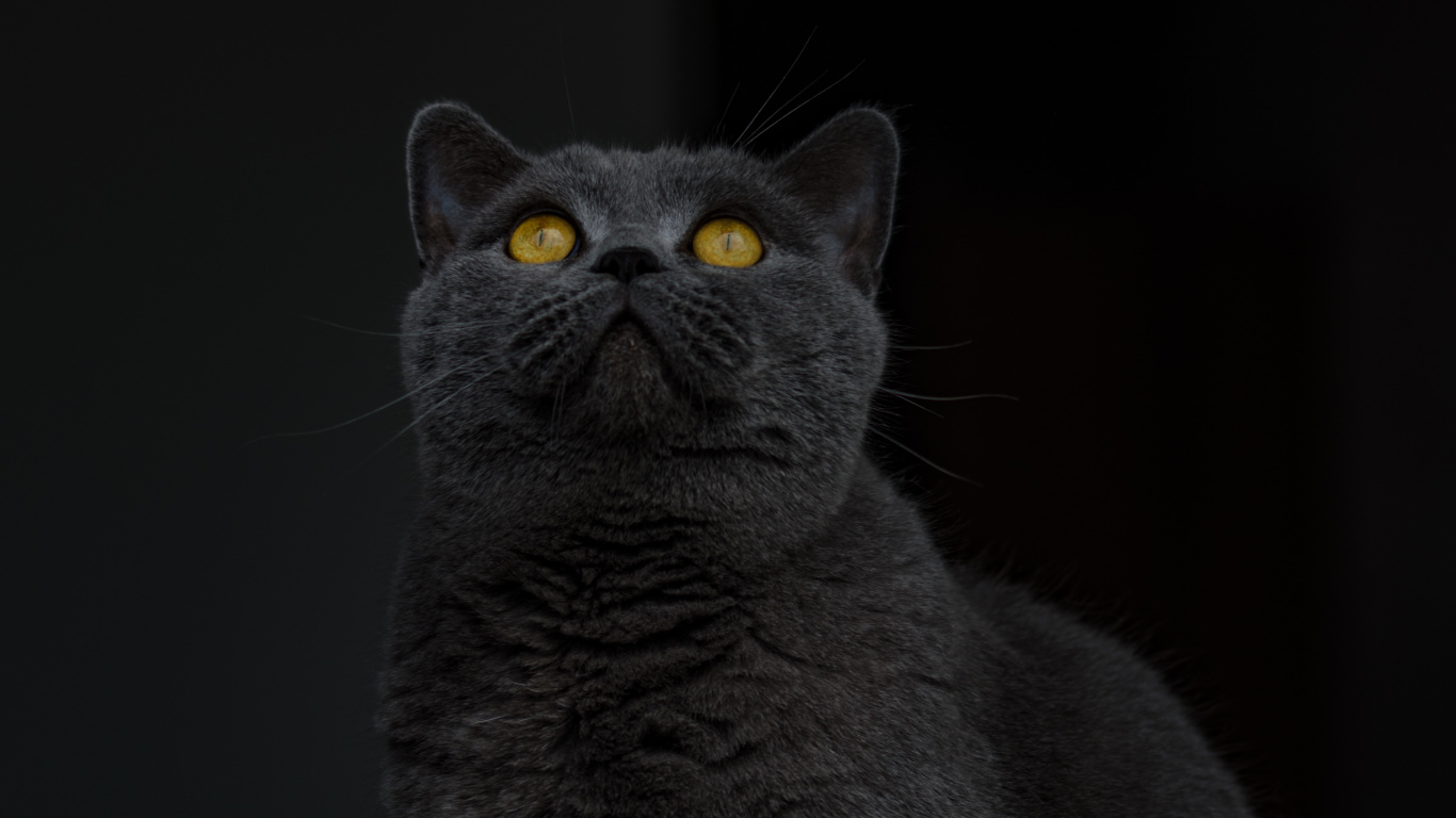 Russische Blaue Katze im Schwarzen Hintergrund. Wallpaper in 1366x768 Resolution