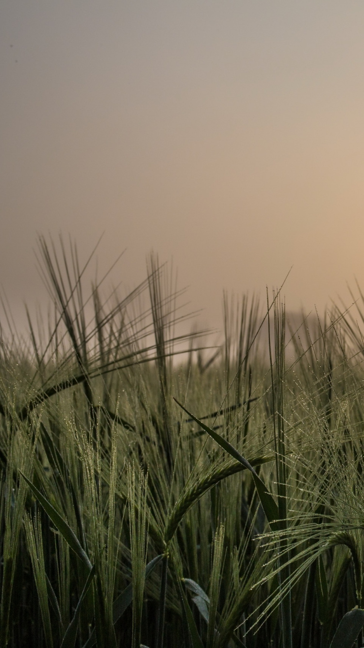 Grüne Wiese Bei Sonnenuntergang. Wallpaper in 750x1334 Resolution