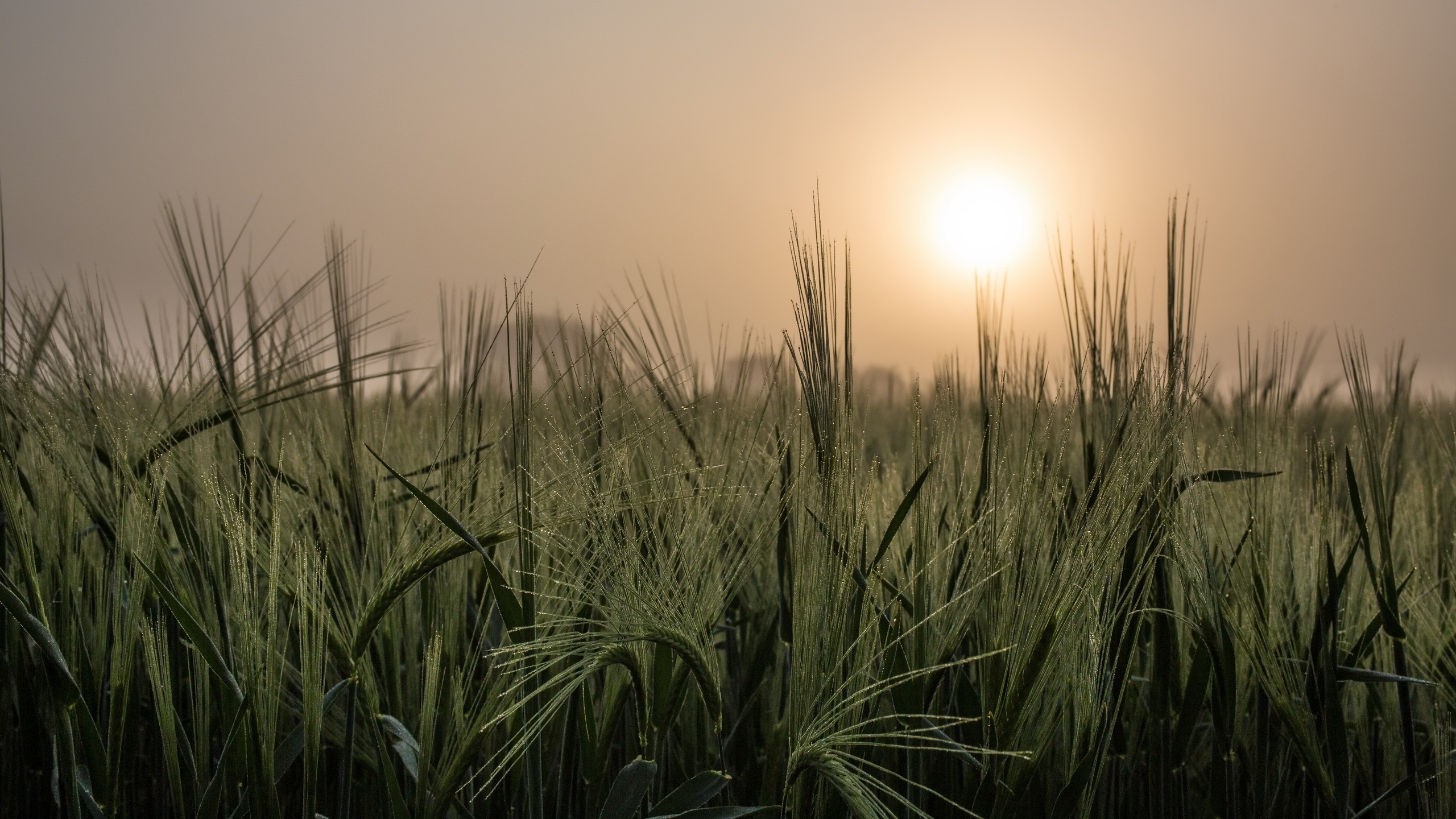 Champ D'herbe Verte Pendant le Coucher du Soleil. Wallpaper in 2560x1440 Resolution