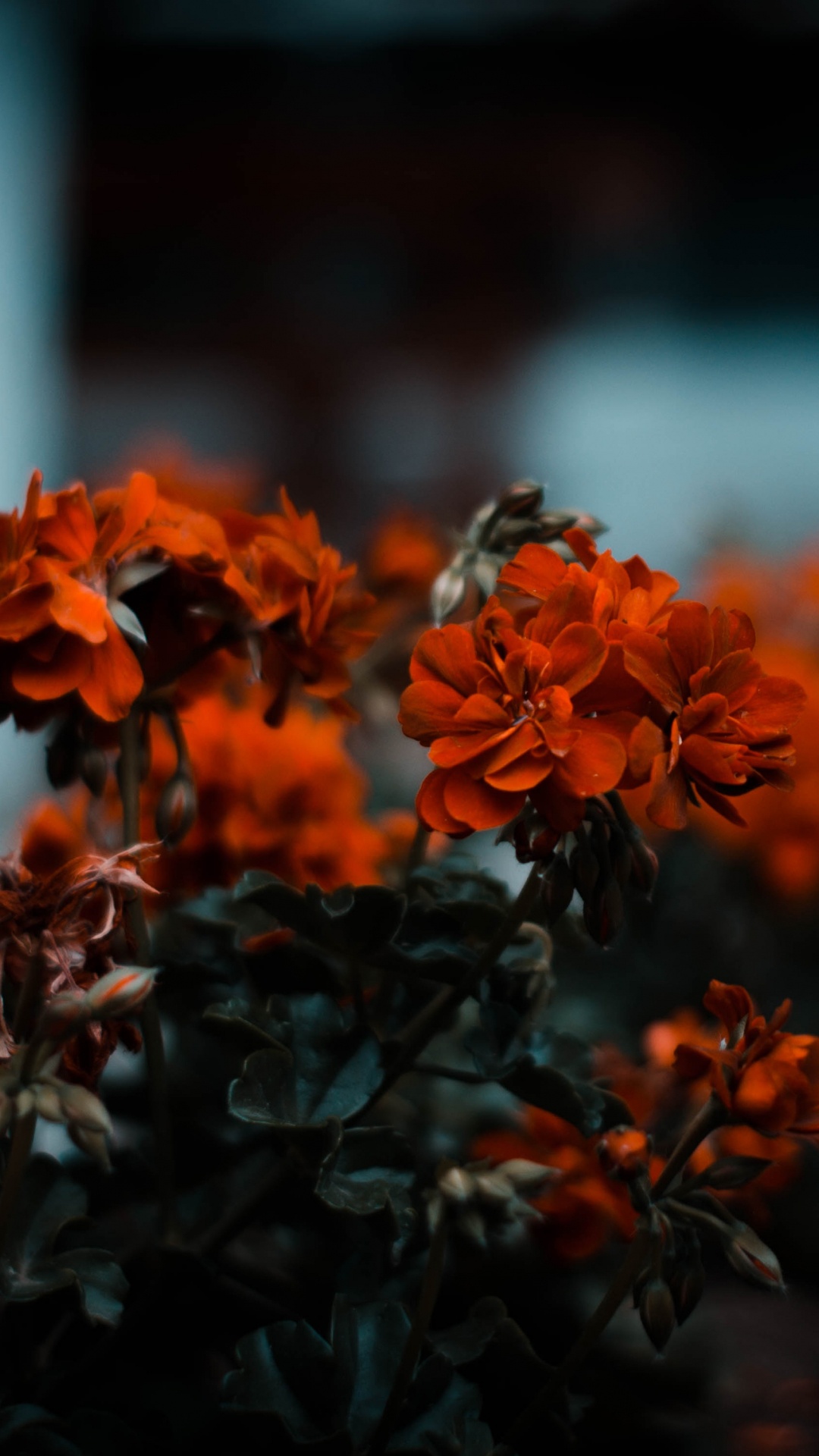 Orangefarbene Blüten in Tilt-Shift-Linse. Wallpaper in 1080x1920 Resolution
