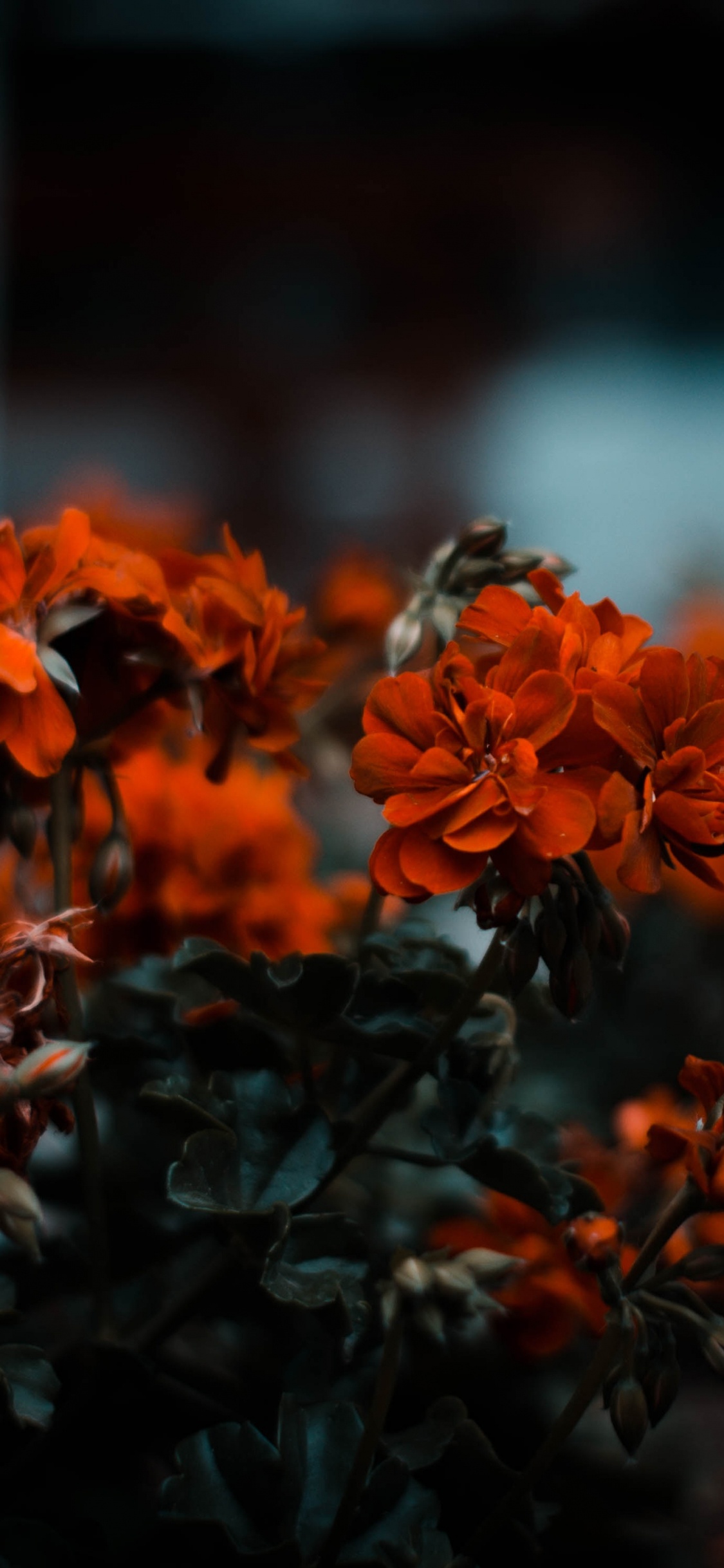 Orangefarbene Blüten in Tilt-Shift-Linse. Wallpaper in 1125x2436 Resolution