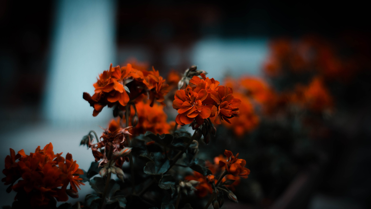Orangefarbene Blüten in Tilt-Shift-Linse. Wallpaper in 1280x720 Resolution