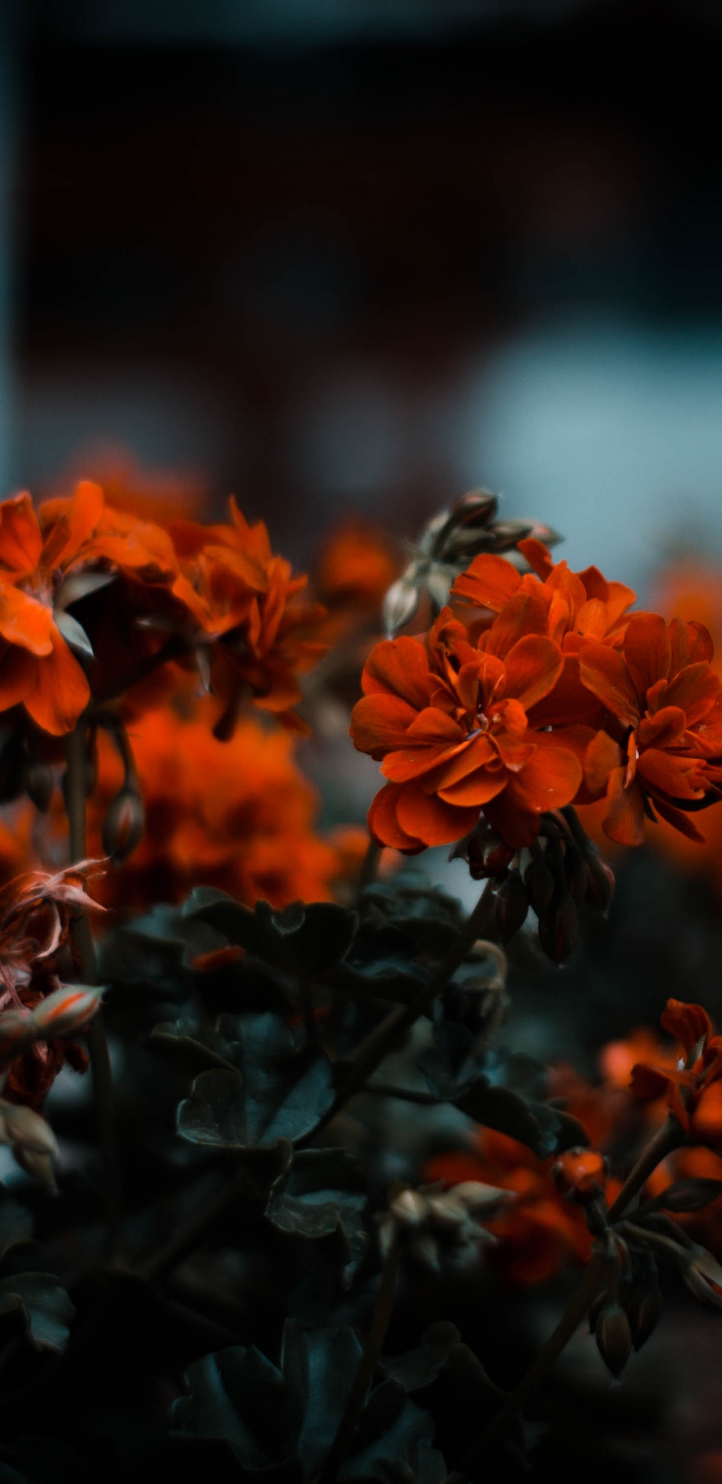 Orangefarbene Blüten in Tilt-Shift-Linse. Wallpaper in 1440x2960 Resolution