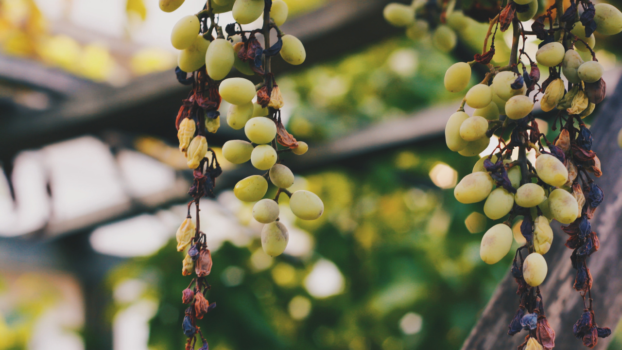 Green Grapes Hanging on Brown Wooden Fence During Daytime. Wallpaper in 1280x720 Resolution