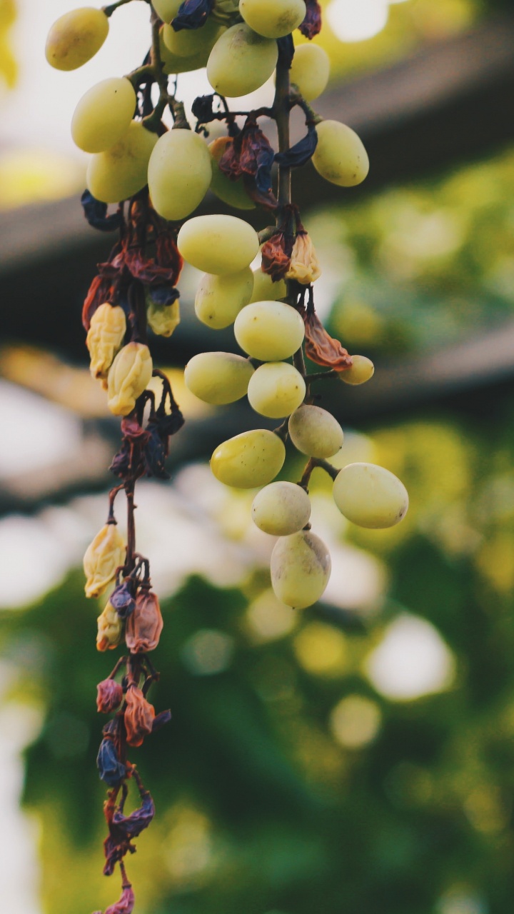 Green Grapes Hanging on Brown Wooden Fence During Daytime. Wallpaper in 720x1280 Resolution