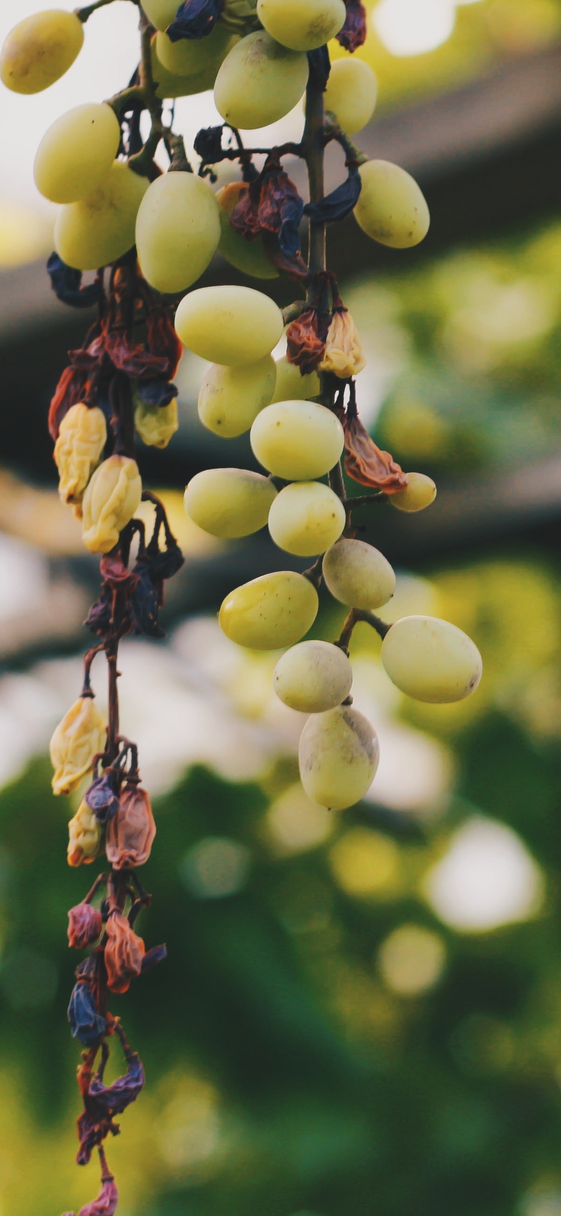 葡萄, 共同葡萄藤, 葡萄家庭, 显花植物, 木本植物 壁纸 1125x2436 允许