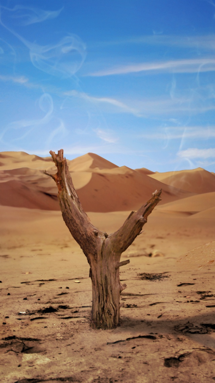 Brown Tree Trunk on Brown Sand Under Blue Sky During Daytime. Wallpaper in 720x1280 Resolution