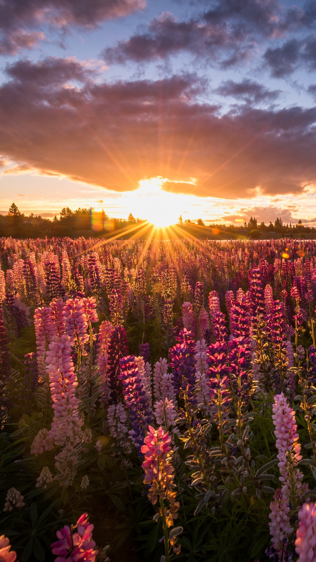 Champ de Fleurs Violettes au Coucher du Soleil. Wallpaper in 1080x1920 Resolution