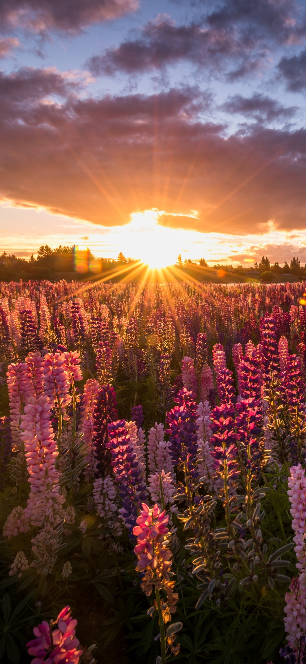 Champ de Fleurs Violettes au Coucher du Soleil. Wallpaper in 1242x2688 Resolution