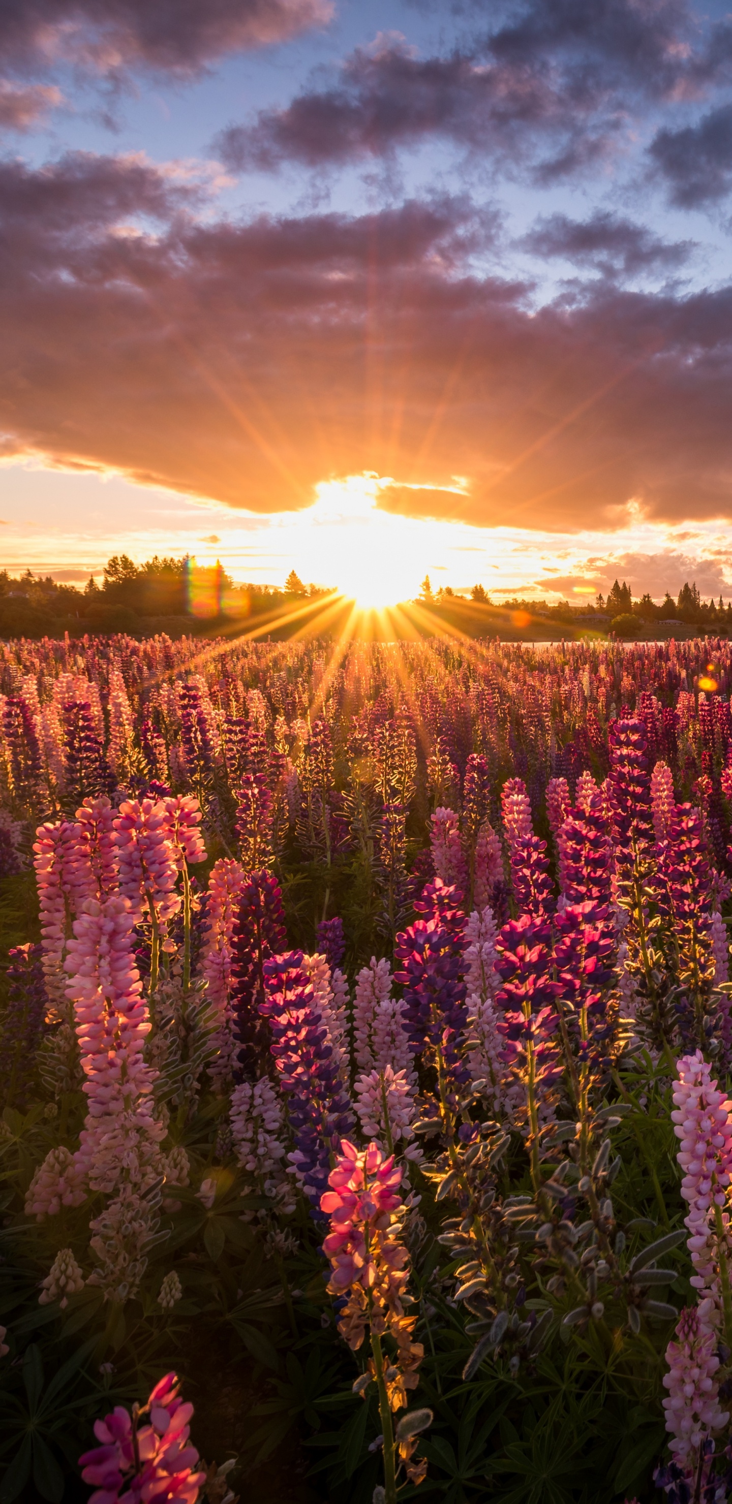 Champ de Fleurs Violettes au Coucher du Soleil. Wallpaper in 1440x2960 Resolution