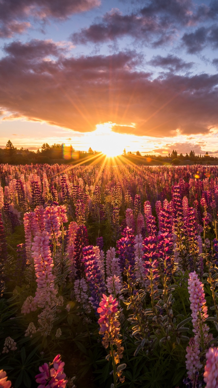 Champ de Fleurs Violettes au Coucher du Soleil. Wallpaper in 720x1280 Resolution
