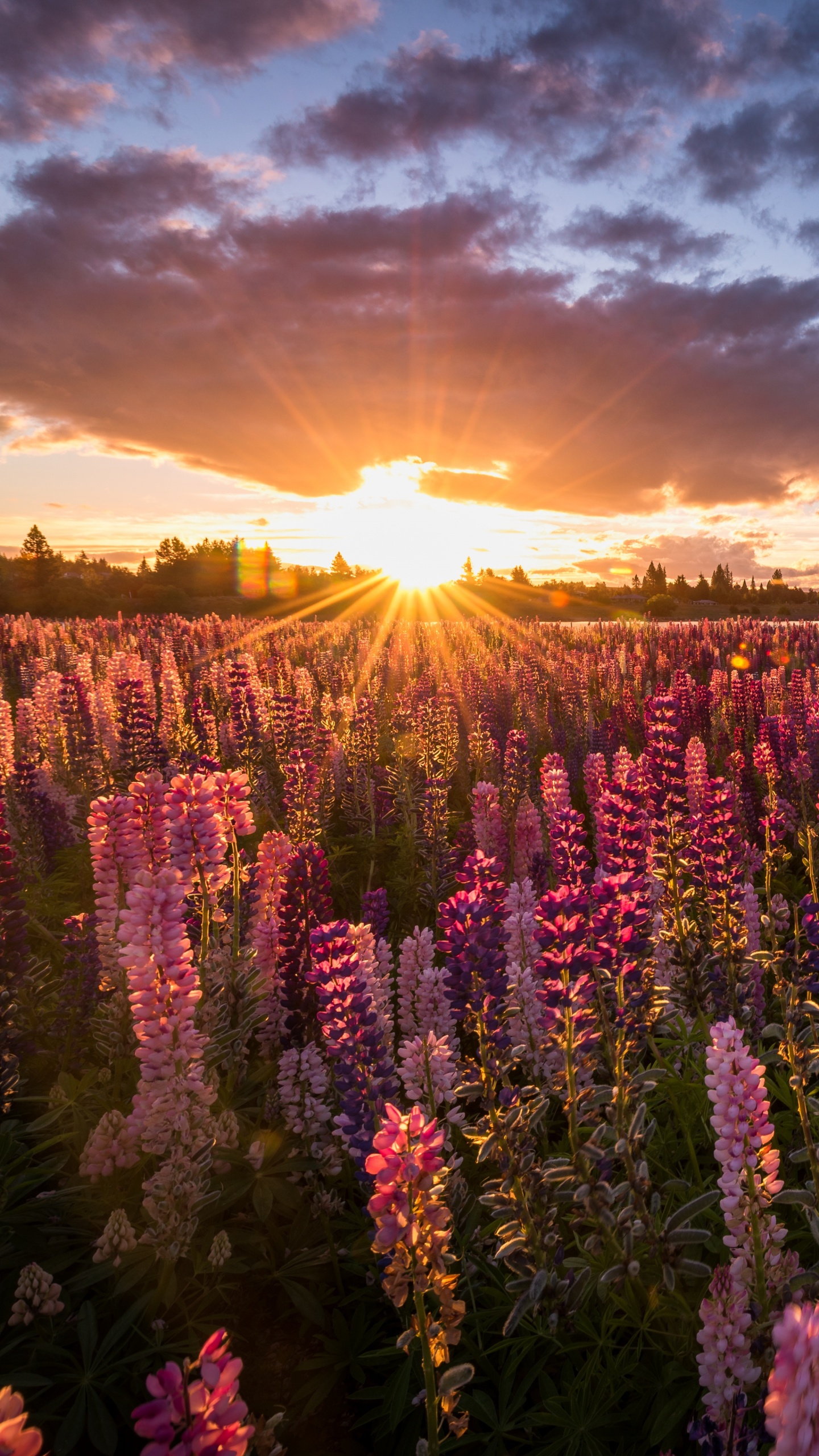 Campo de Flores Moradas Durante la Puesta de Sol. Wallpaper in 1440x2560 Resolution